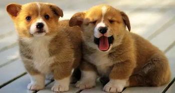 柯基最新爆料图片大全